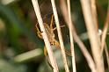 Dolomedes_fimbriatus_D8312_Z_88_Les Gris_Frankrijk
